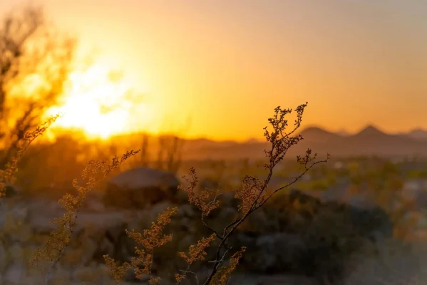 arizona summer maintenance hoas