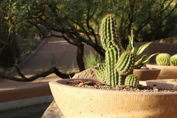 cactus-3684844_1280