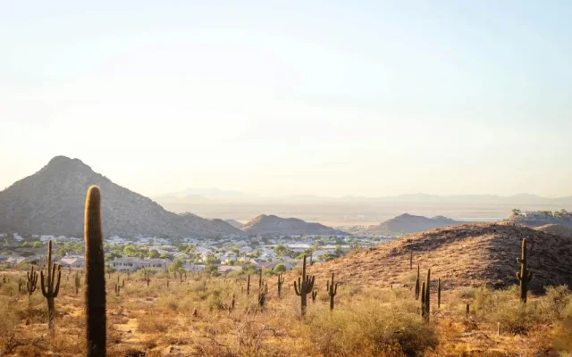 cactus roofs