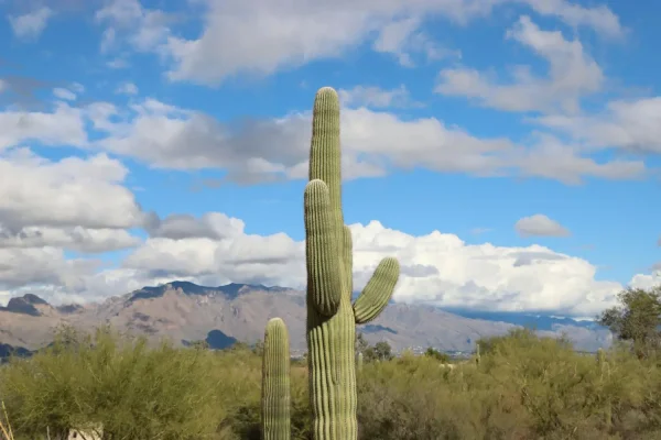 mesa arizona homeowners associations